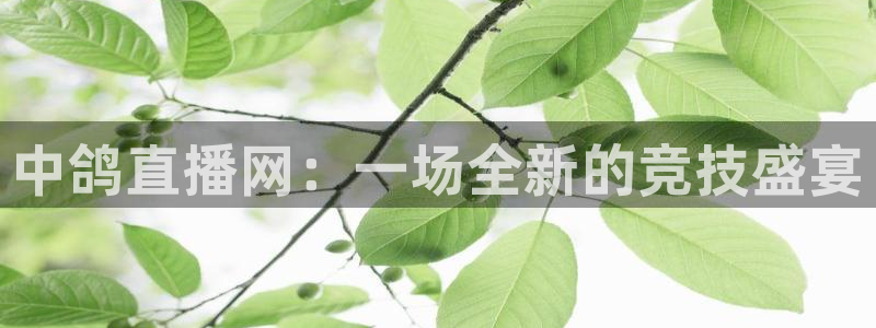 搜球直播体育：中鸽直播网：一场全新的竞技盛宴